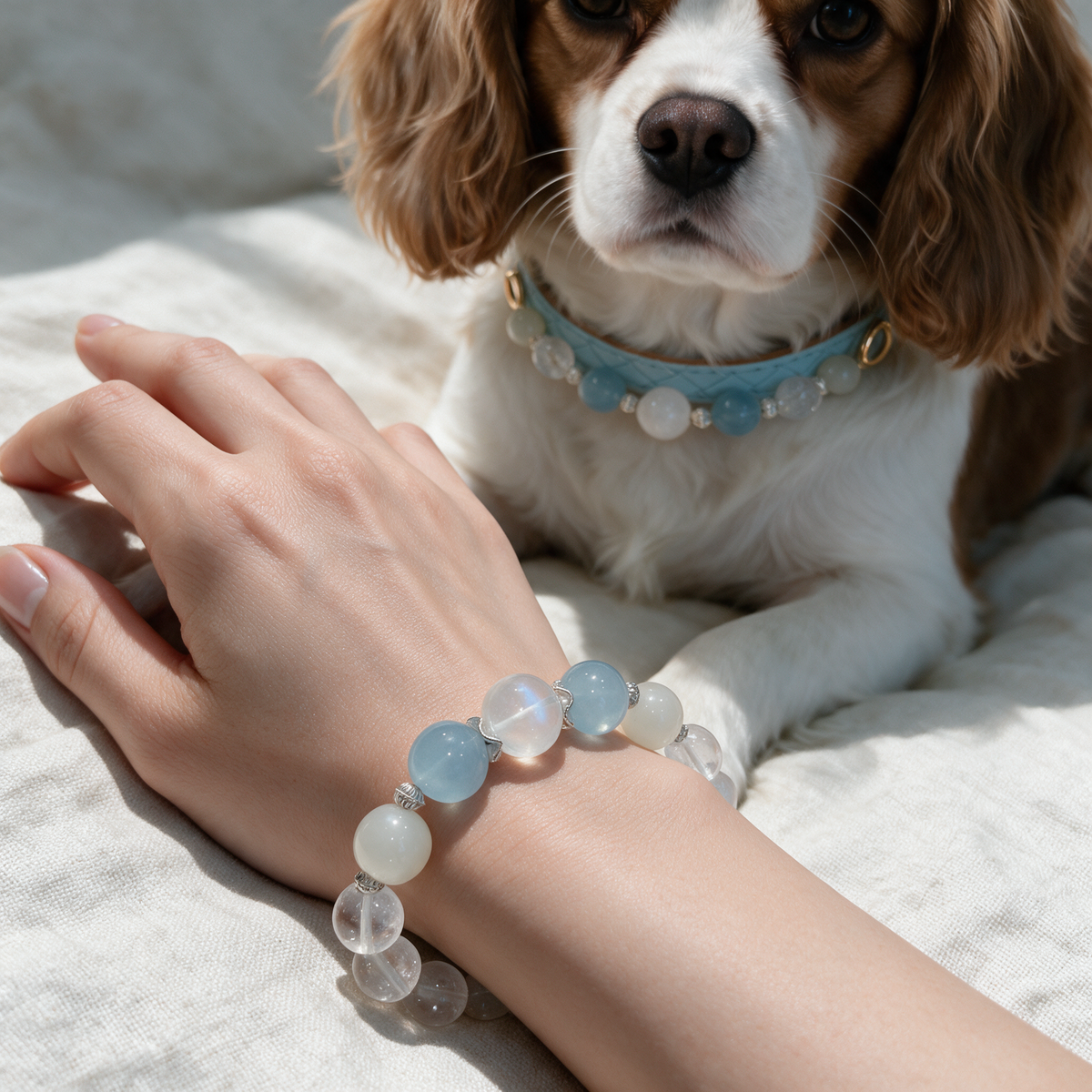 Close view of the Moonlit Together owner bracelet beside the Cavalier’s coordinating light-blue collar.